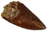 Serrated, Raptor Tooth - Real Dinosaur Tooth #261002-1